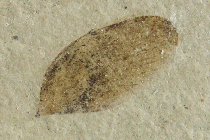 Fossil Samara (Winged Seed) - Green River Formation, Utah #356595